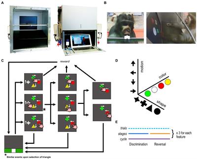 Assessing cognitive flexibility in humans and rhesus macaques with visual motion and neutral distractors